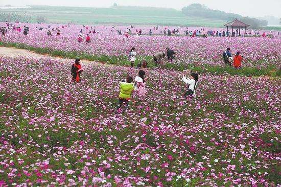 花卉行業(yè)市場調查